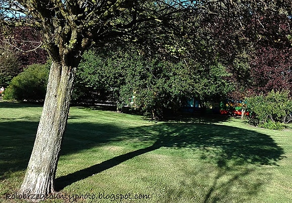 Tree shadow