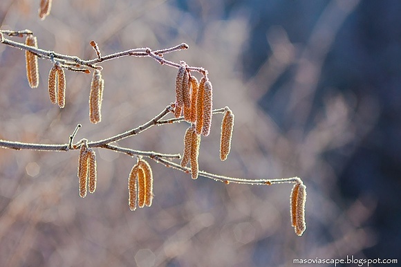 Waiting for Spring