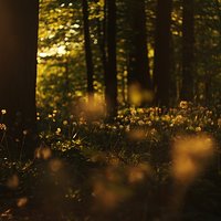 Leśne wędrówki: Maj 2017