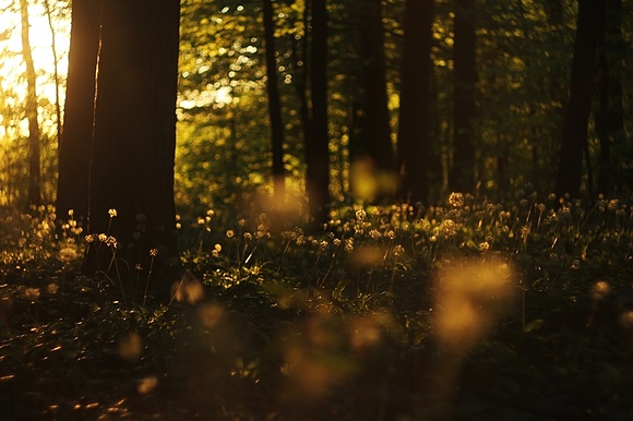 Leśne wędrówki: Maj 2017