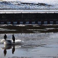 Cormorants