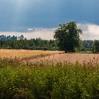 Rosnące przy drodze