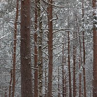 Życie leśnych ptaków zimą