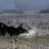 Przyroda Warta Poznania. Opowieści o Podlasiu.