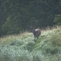 Bardzo krótki post jeleniowy, czyli przerywnik między - żurawiowy