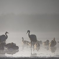 Mgła. Żurawiowa czatownia. Część III. Podejście drugie.