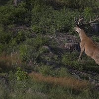 Wielowątkowa notka o przyrodzie i fotografii