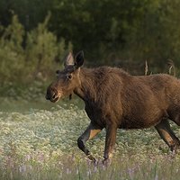 Jak działa ghillie - czyli jak podejść łosia w kwiatach?