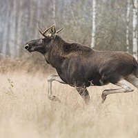 Diabły wodne i leśne