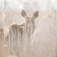 Fotograficzne fatałaszki