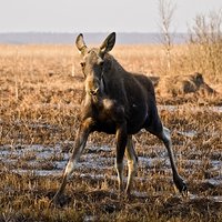 Portrety z przymrużeniem oka