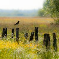 Ponownie o płotach, ale trochę inaczej