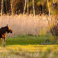 Dzień  z życia mokradłowego pstrykacza