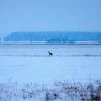 Papuga zamiast śniegu