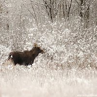 Kapicka zima i ludzie