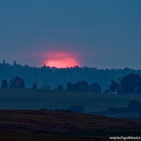 O jeleniach, grzybach i pigwie,