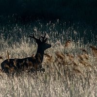 Umiłowanie natury, czyli cudowne życie fotografa przyrody