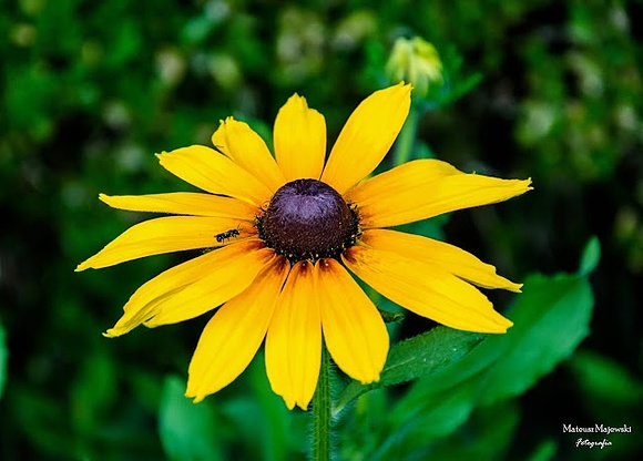 Rudbekia