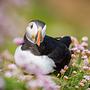 słodziaki - czyli maskonury z saltee islands - irlandia