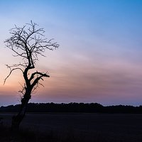 Stara Jabłoń (1 zdjęcie)