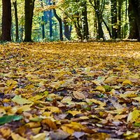 Catching the colours of autumn