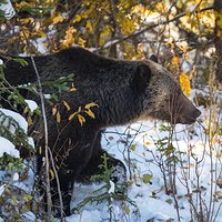 Niedźwiedź grizli - Spotkanie!