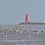 naturalnie - bull island