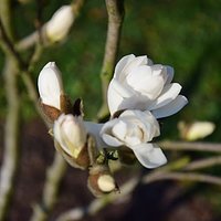 Magnolias