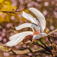 Kwiaty magnolii (1)