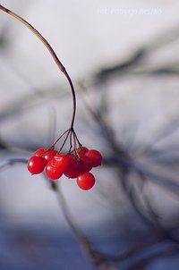 Czerwonych korali ciąg dalszy