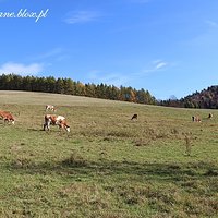 Białe złoto Bieszczadów… i koci pastuch