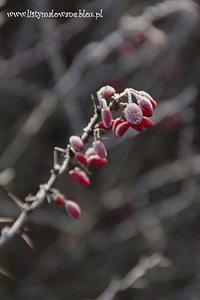 Berberys – zimowa atrakcja fotografa