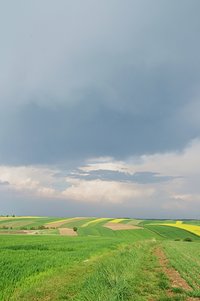 Rzepakowe pola z podróży (z samochodu)