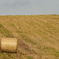 September fields