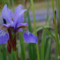 Weekend Violet