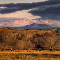 Śnieżny Donegal