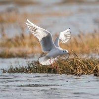 Zimowe polowanie z aparatem w rezerwacie przyody Bull Island