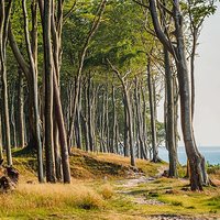 Ścieżką przez bukowy las