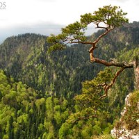 Sokolica - Pieniny