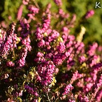 Spring heather?