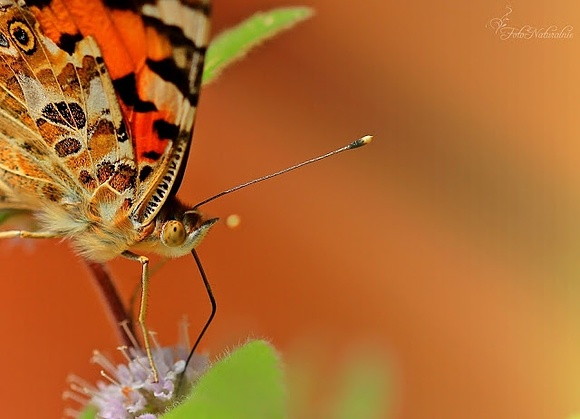 Z motylem.  /With butterfly./.