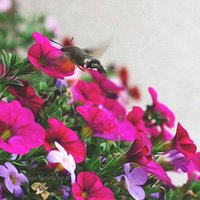 Fruczak gołąbek - polski koliber. /Fruczak gołąbek- polish humming-bird./.