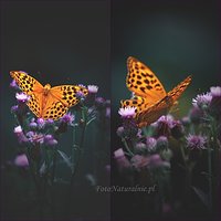 Motyli raj.cz.2 /Butterfly's paradise./part2.