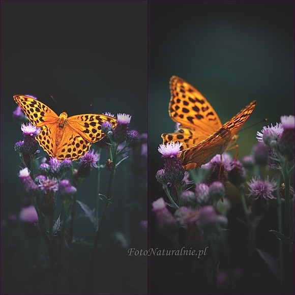 Motyli raj.cz.2 /Butterfly's paradise./part2.