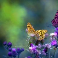 Motyli raj. /Butterfly's paradise./.