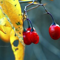 Makro korale.  /Macro beads./.