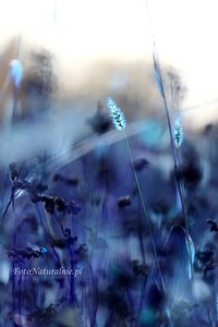 Niebieska trawa.  /Blue grass./.