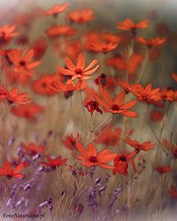 Pomarańczowo wśród kwiatów. /Orange among flowers./.