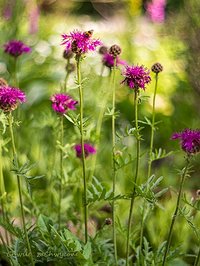 Chaber Kotschyego (Centaurea kotschyana)