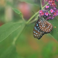 Butterfly Conservatory